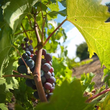 Domaine De La Soucherie - Chambres D'Hotes Beaulieu-sur-Layon Eksteriør billede