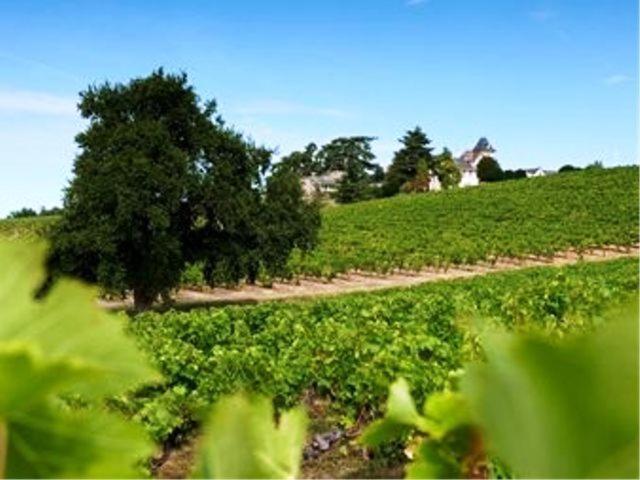 Domaine De La Soucherie - Chambres D'Hotes Beaulieu-sur-Layon Eksteriør billede