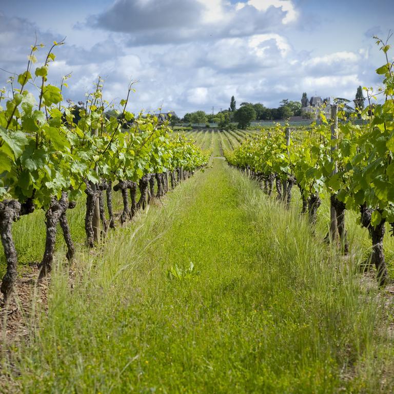 Domaine De La Soucherie - Chambres D'Hotes Beaulieu-sur-Layon Eksteriør billede