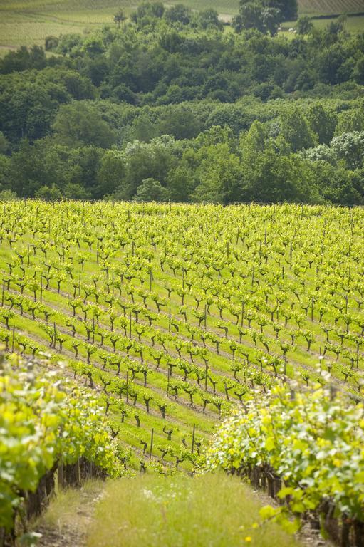 Domaine De La Soucherie - Chambres D'Hotes Beaulieu-sur-Layon Eksteriør billede